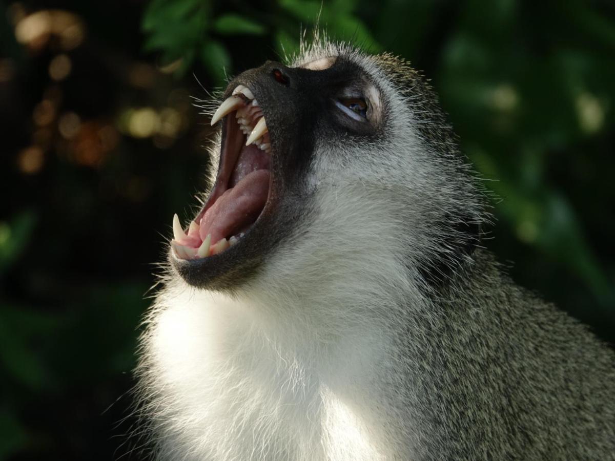 South Seas Safari @ The Bridge Apartments Saint Lucia Estuary エクステリア 写真